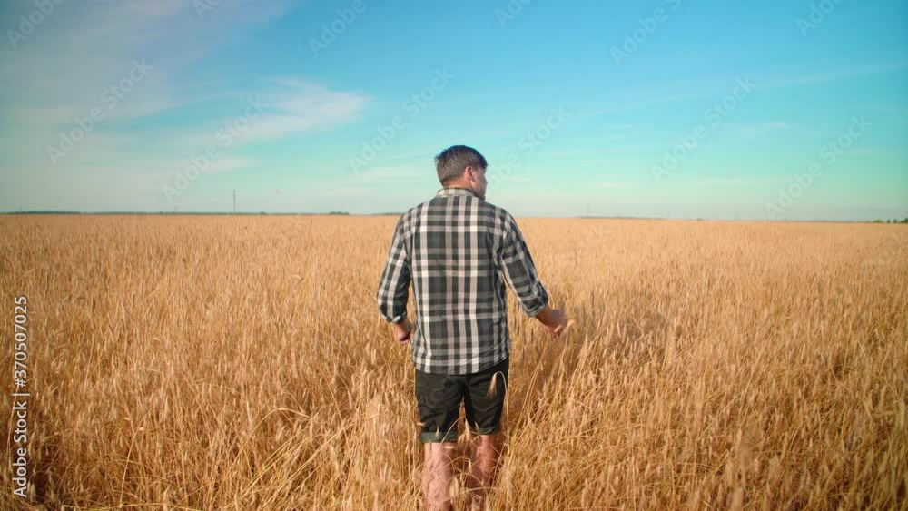 A male farmer walks with his back across the wheat field and looks around. A male farmer walks with his back across the wheat field and looks around.
