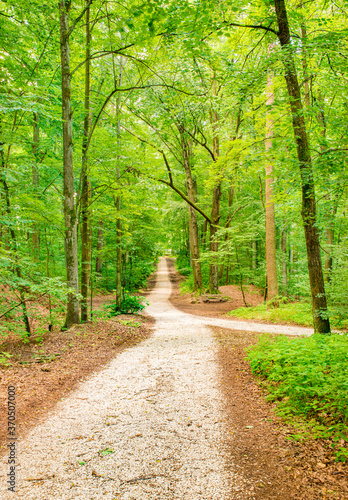Spring forest nature with path along trees with fresh green foliage