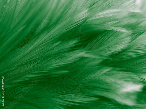 Beautiful abstract white and green feathers on dark background and soft white feather texture on white pattern and green background, feather background, green banners
