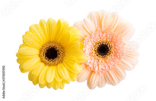 beautiful gerbera isolated