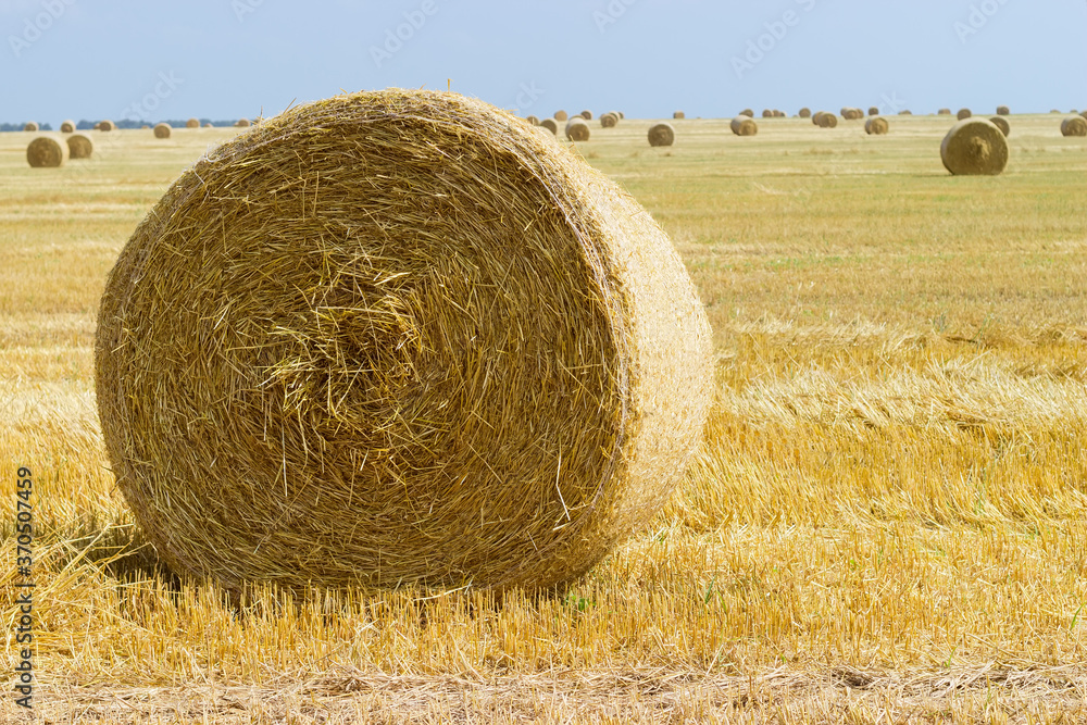 Round straw bale on harvested field against the same bales Round straw bale on harvested field against the same bales