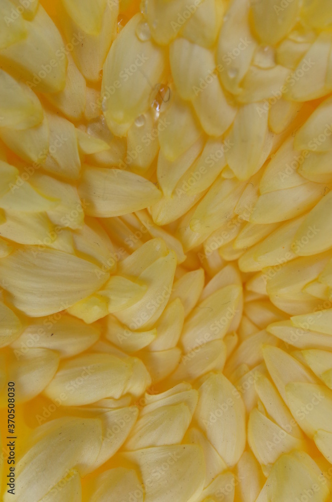 Light Yellow Flower Center of Chrysanthemum 'Atsumono' in Full Bloom
Light Yellow Flower Center of Chrysanthemum 'Atsumono' in Full Bloom