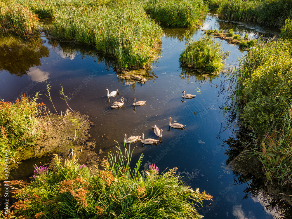 Fototapeta premium Swan family in the pond.