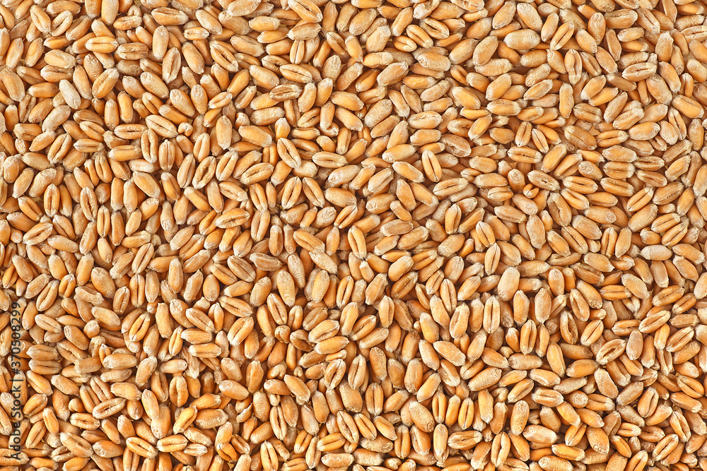 Wheat grains texture. Wheat grains as agricultural background. Wheat grains texture. Wheat grains as agricultural background.