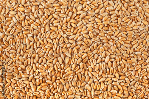 Wheat grains texture. Wheat grains as agricultural background.