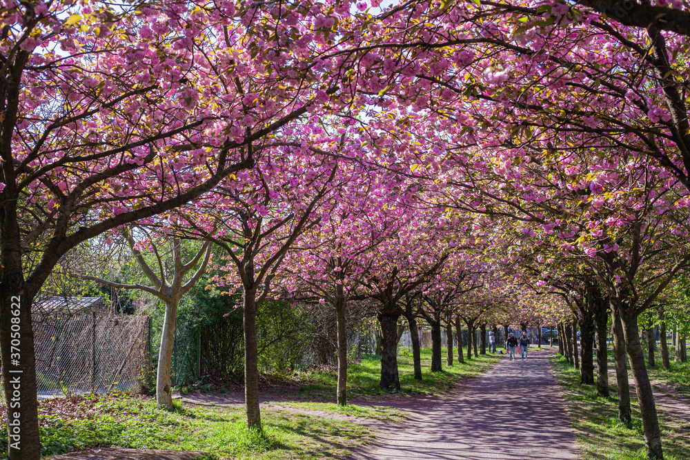 Ciliegi, natura e colori in primavera, strada sporca in mezzo al bosco e fiori di ciliegio