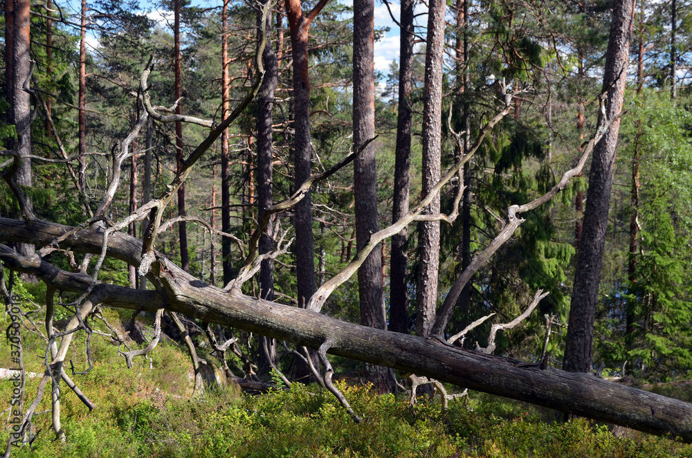 Forest on a summer day in Central Norway Forest on a summer day in Central Norway