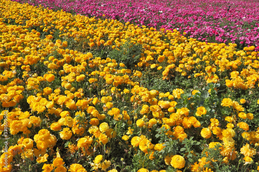 The field of yellow and pink buttercups- ranunculus