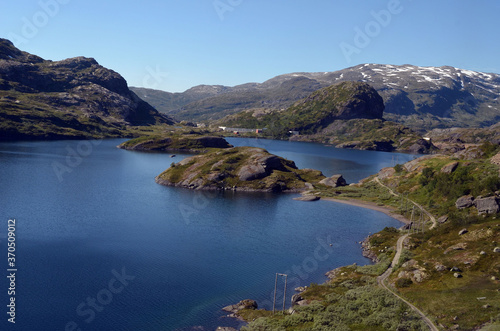 Forest on a summer day in Central Norway