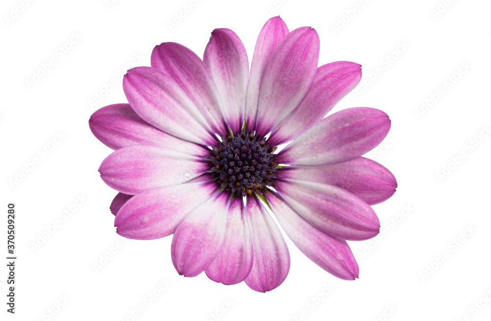 Osteosperumum Flower Daisy Isolated