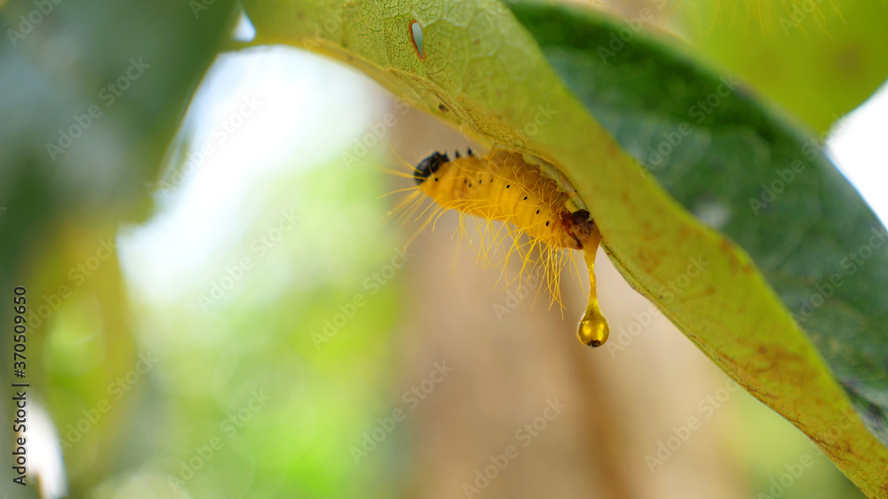 Fototapeta premium Hanging Caterpillar Insect with drop