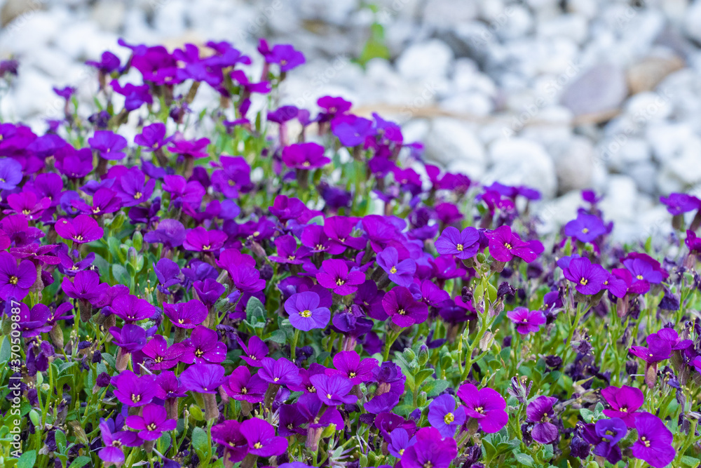 Fototapeta premium Beautiful purple rock cress in the rockery