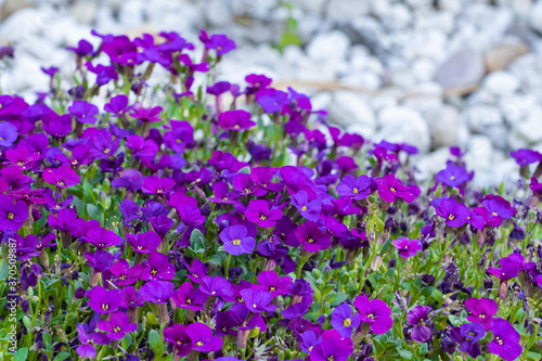 Beautiful purple rock cress in the rockery