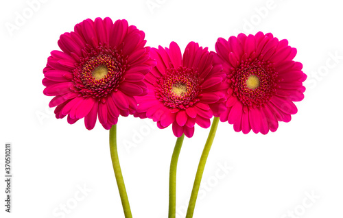 red gerbera isolated