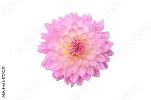 Blooming pink Dahlia Flower Isolated on white background. Object with clipping path.