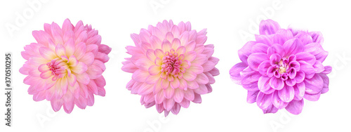 Three pink Dahlia Flower Isolated on white background. Beautiful ornamental blooming garden plant with clipping path. © banphote