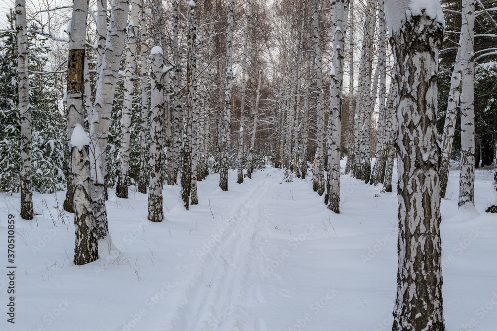 Fototapeta premium Winter forest and blue sky
