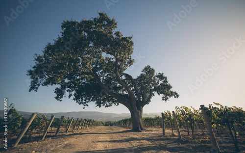 lonely tree in the field photo