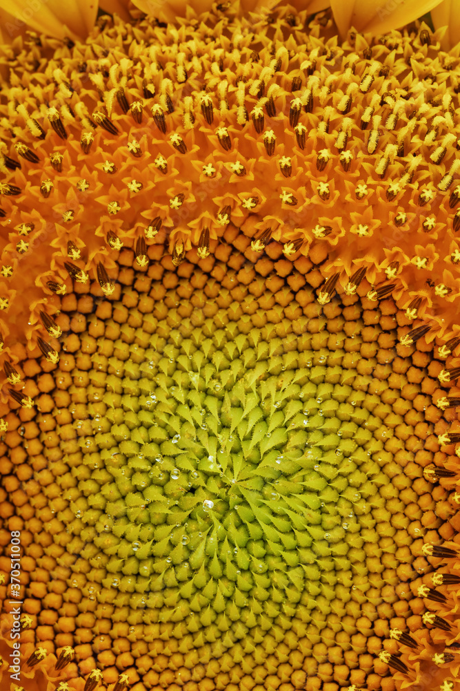 Sunflower blooms natural background close-up. Yellow texture Sunflower blooms natural background close-up. Yellow texture
