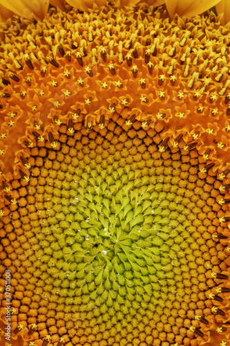 Sunflower blooms natural background close-up. Yellow texture