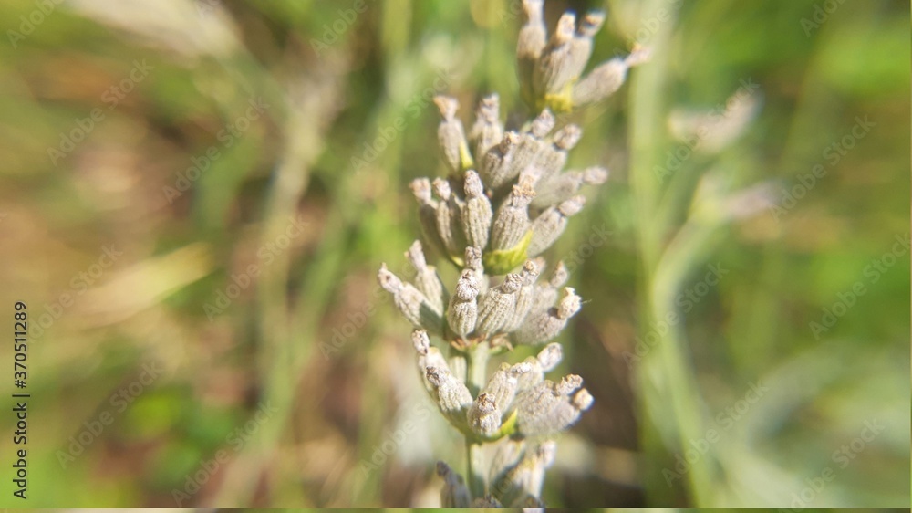 Lavanda Lavanda