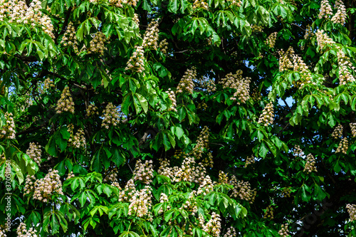 Fototapeta Naklejka Na Ścianę i Meble -  Horse chestnut (Aesculus or Hippocastanum) blossoming at spring