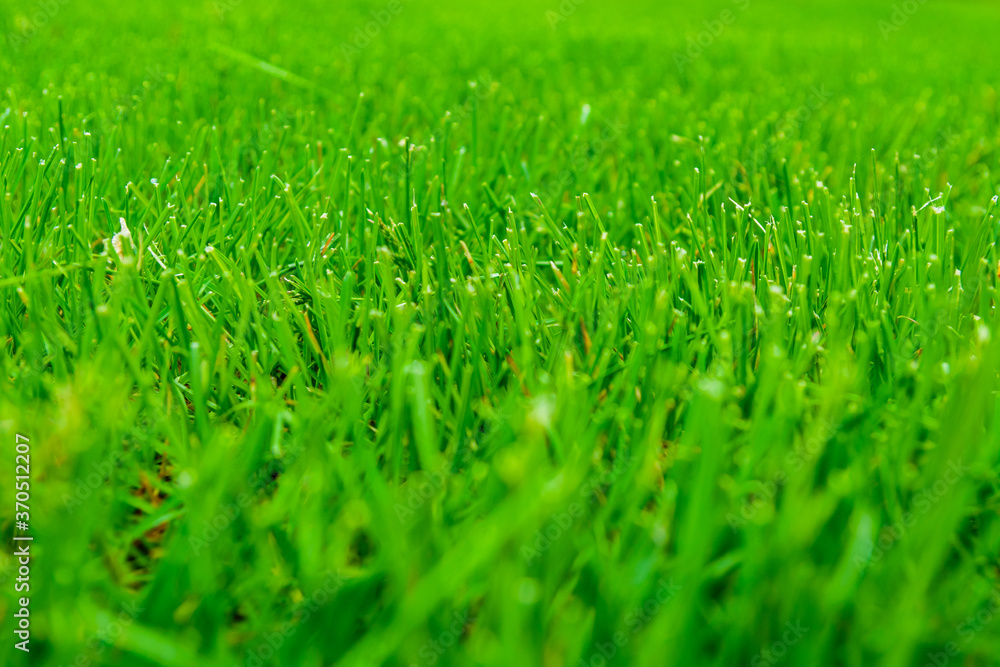 Background of the green grass. Eco concept. Selective focus Background of the green grass. Eco concept. Selective focus