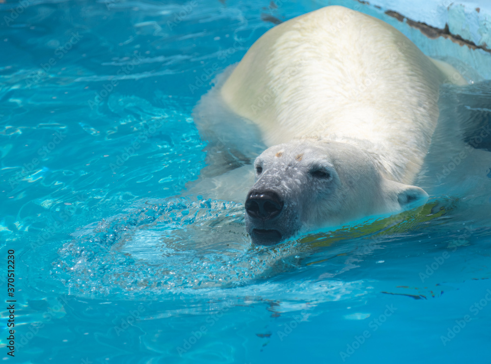 Naklejka premium 泳ぐシロクマ