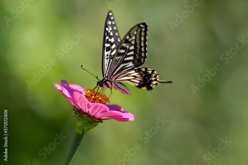 花とアゲハチョウ © rai