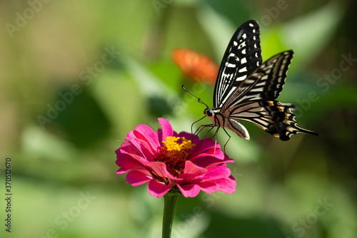花とアゲハチョウ © rai