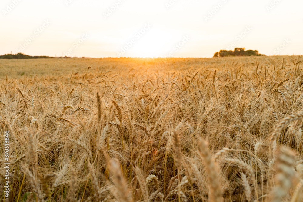 Agricultural field. Ripe ears of wheat on the background of the sunset. The concept of a rich harvest.