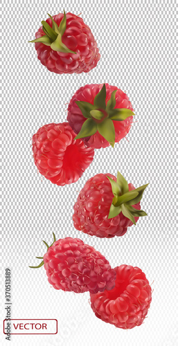 3D realistic raspberry on transparent background. Motion raspberry from different angles. Flying berries. Collection fresh raspberry. Detailed vector illustration