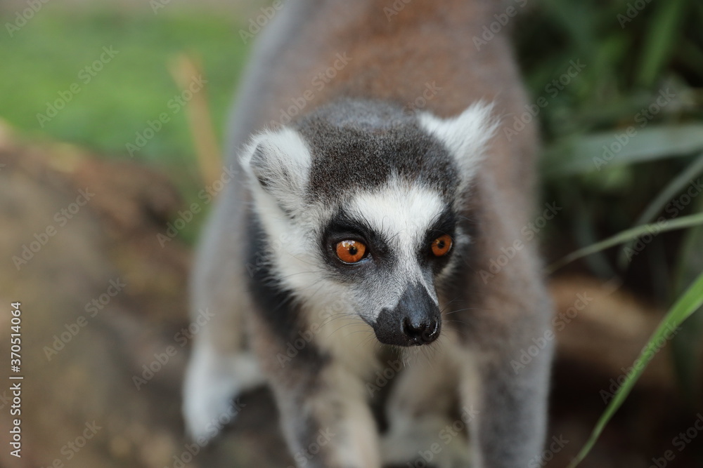Obraz premium Ring-Tailed Lemur (Lemur catta) in nature, green background, funny wild animal