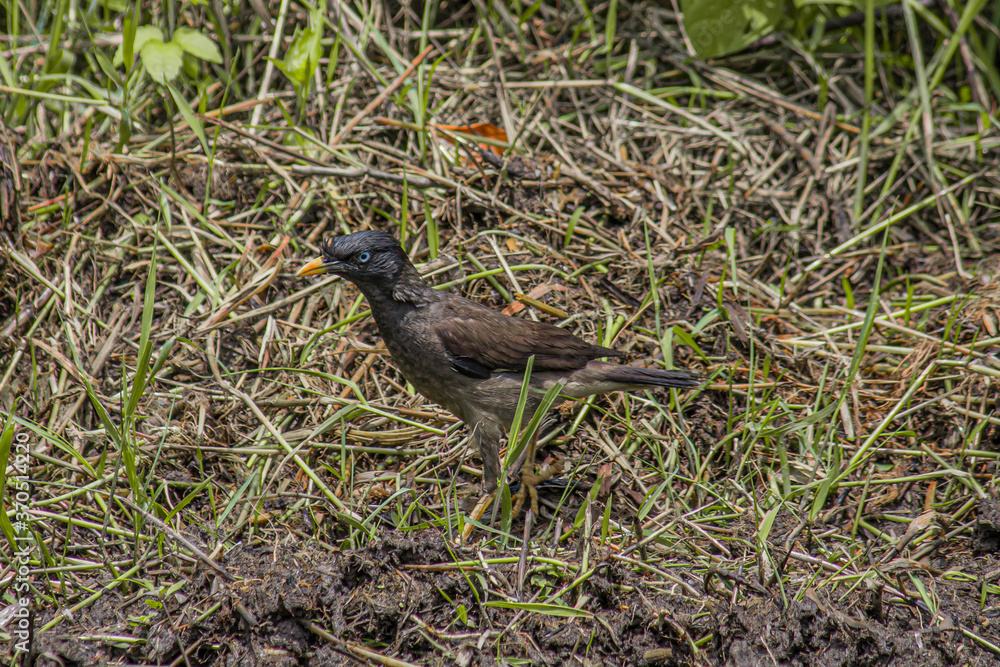 Fototapeta premium red winged blackbird, black winged blackbird, black winged stilt, jungle myna, white cheeked, black thrush bird, bird in search of food, 