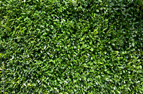 Foto hedge tall mixed from other evergreen shrubs tall over meters by the sidewalk