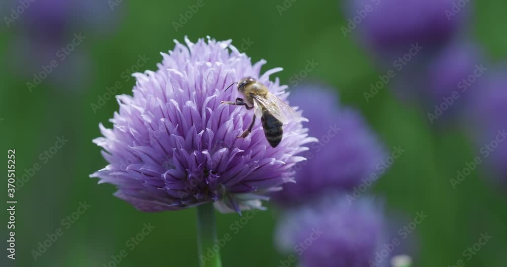Bee pollinates onion violet flower in a field. Zoom in. Bee pollinates onion violet flower in a field. Zoom in.