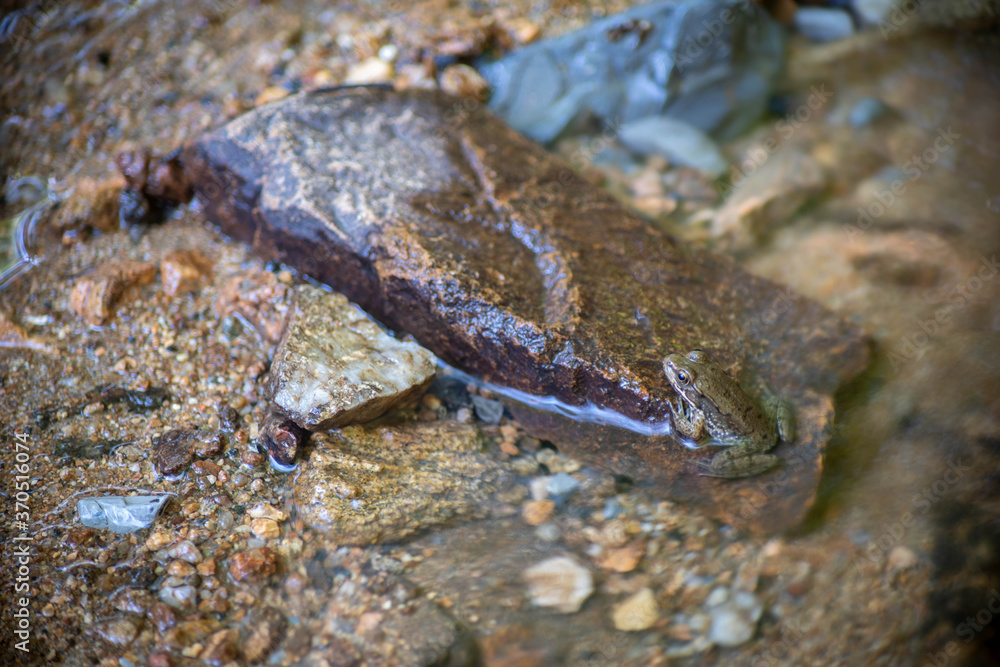 Young toad with beautiful colors, patterns and textures sits partially submerged in water of flowing forest stream, nature background with copy space. Young toad with beautiful colors, patterns and textures sits partially submerged in water of flowing forest stream, nature background with copy space.