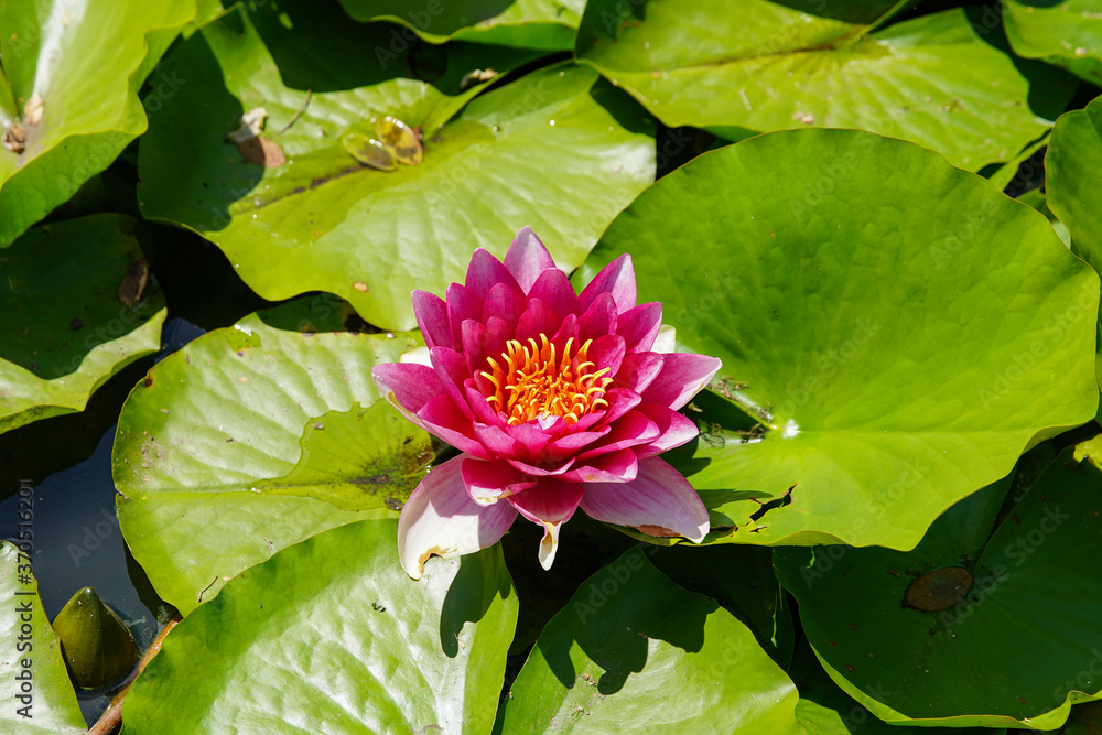 Beautiful pink water lily or lotus flowers in a garden pond, aquatic plant, symbol of buddhism. (Nelumbonaceae) Beautiful pink water lily or lotus flowers in a garden pond, aquatic plant, symbol of buddhism. (Nelumbonaceae)
