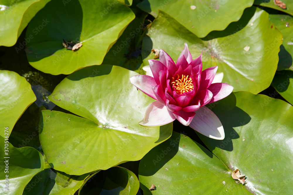 Beautiful pink water lily or lotus flowers in a garden pond, aquatic plant, symbol of buddhism. (Nelumbonaceae) Beautiful pink water lily or lotus flowers in a garden pond, aquatic plant, symbol of buddhism. (Nelumbonaceae)