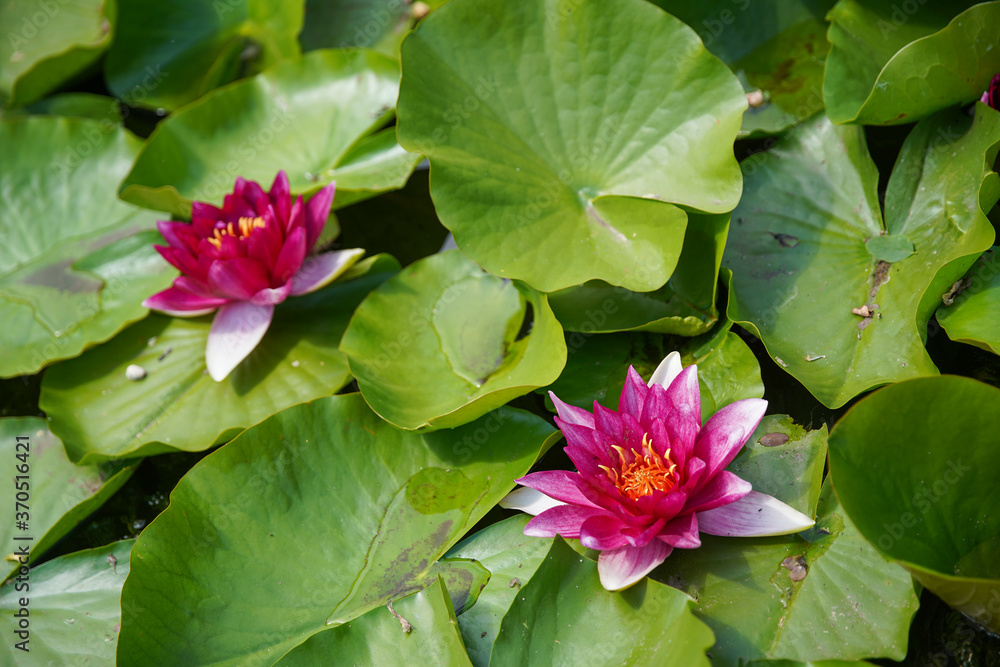 Beautiful pink water lily or lotus flowers in a garden pond, aquatic plant, symbol of buddhism. (Nelumbonaceae) Beautiful pink water lily or lotus flowers in a garden pond, aquatic plant, symbol of buddhism. (Nelumbonaceae)