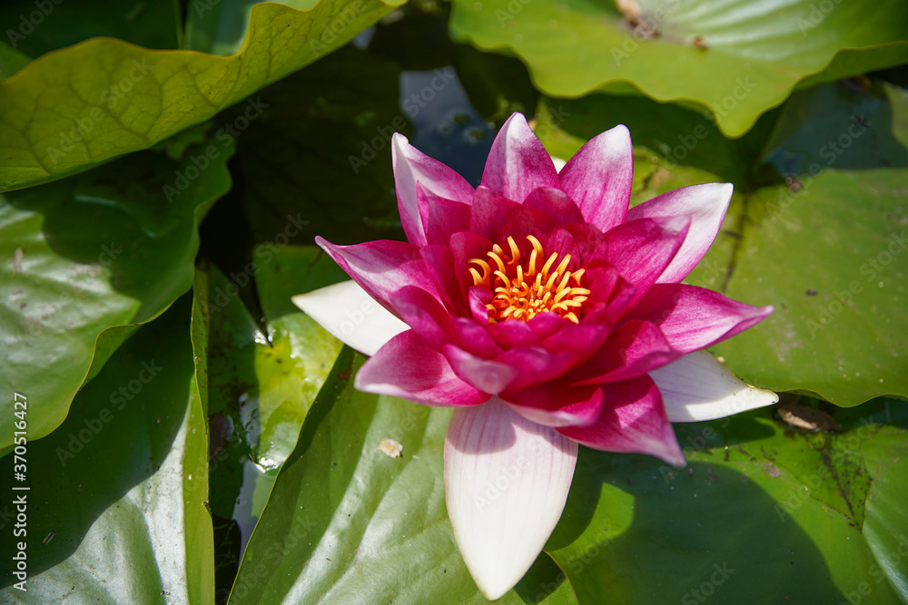 Beautiful pink water lily or lotus flowers in a garden pond, aquatic plant, symbol of buddhism. (Nelumbonaceae) Beautiful pink water lily or lotus flowers in a garden pond, aquatic plant, symbol of buddhism. (Nelumbonaceae)