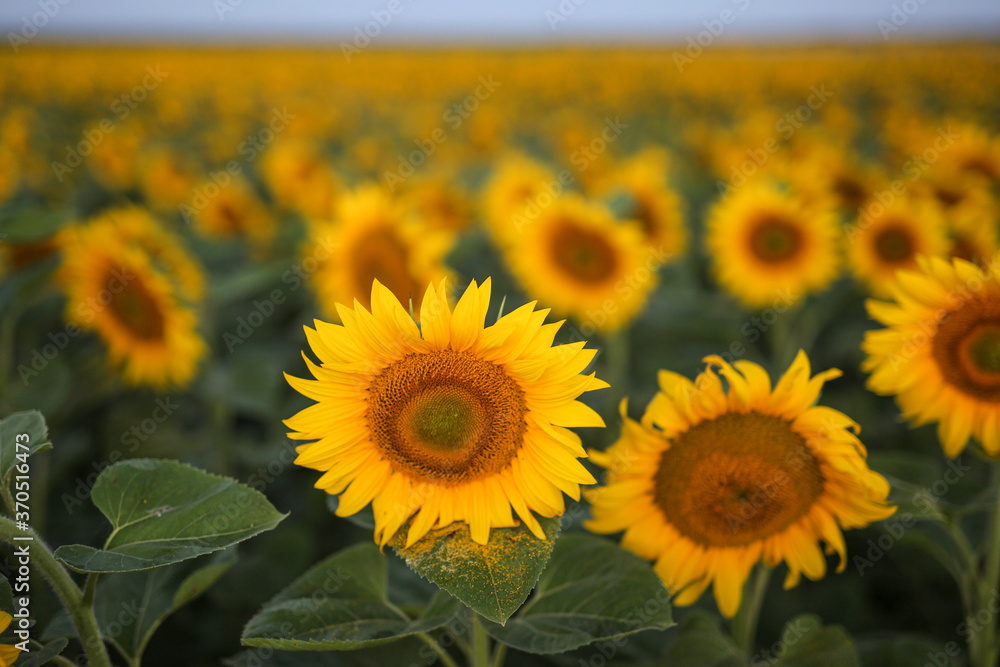 Fototapeta premium Blooming yellow sunflower at sunrise in summer. natural background, close-up.