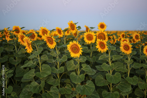 Blooming yellow sunflower field at sunrise in summer. natural background.