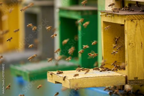 Bee hives in production mode