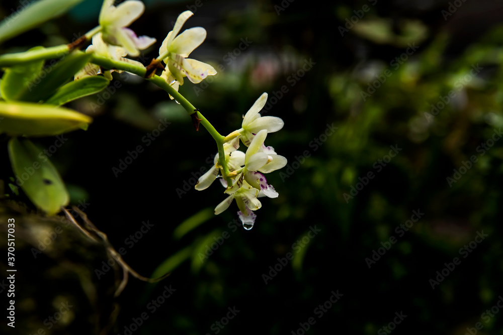 Fototapeta premium Beautiful Encylia Epiphytic orchid flower(Gastrochilus Aculifolius)C