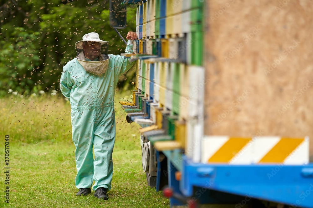 Fototapeta premium Beekeeper checking his hives