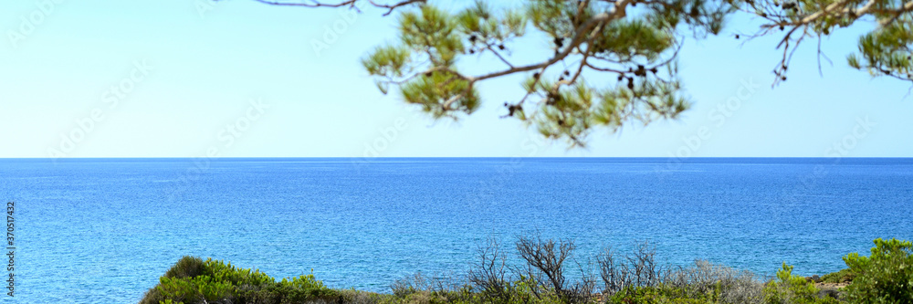 seascape view through the pines branch and green bushes. banner seascape view through the pines branch and green bushes. banner
