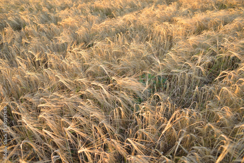 golden wheat field background some blurred around the edges