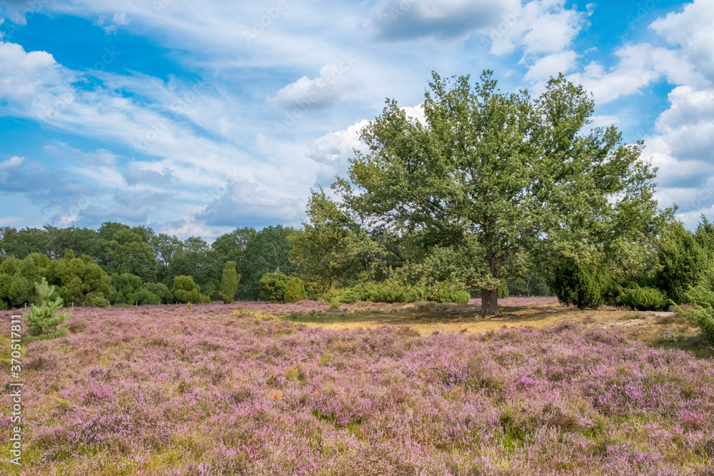 Naturschutzgebiet Buurserzand