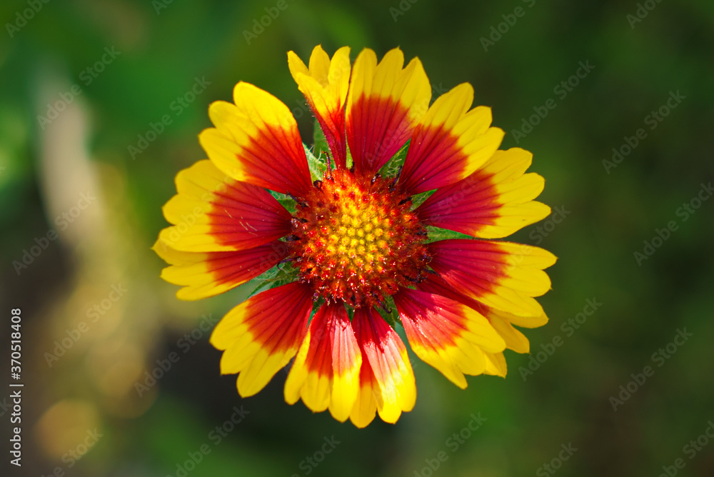 yellow and red flower with sun rays macro photo yellow and red flower with sun rays macro photo